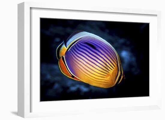 Butterflyfish-Barathieu Gabriel-Framed Giclee Print