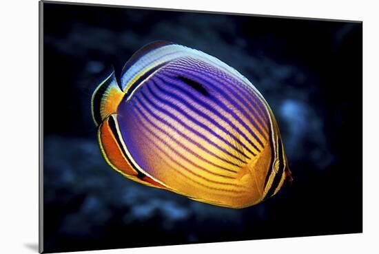 Butterflyfish-Barathieu Gabriel-Mounted Giclee Print