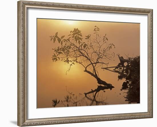 Buttonbush at dawn, Lake of the Ozarks, Missouri, USA-Charles Gurche-Framed Photographic Print