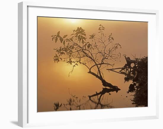 Buttonbush at dawn, Lake of the Ozarks, Missouri, USA-Charles Gurche-Framed Photographic Print