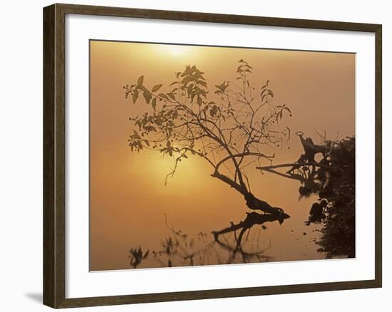 Buttonbush at dawn, Lake of the Ozarks, Missouri, USA-Charles Gurche-Framed Photographic Print