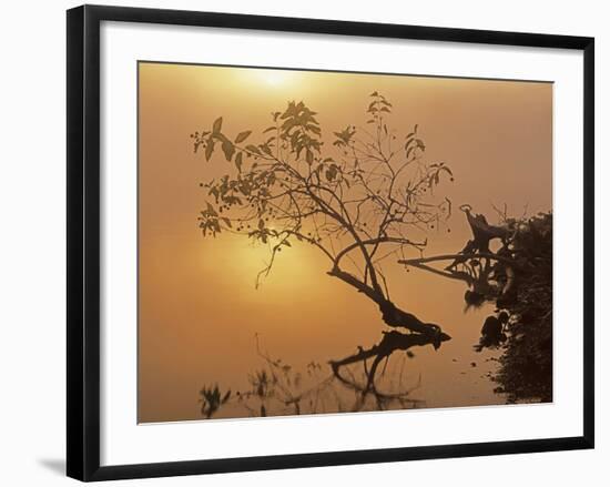 Buttonbush at dawn, Lake of the Ozarks, Missouri, USA-Charles Gurche-Framed Photographic Print