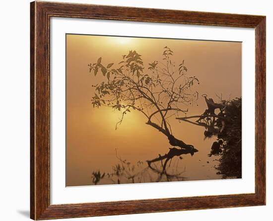 Buttonbush at dawn, Lake of the Ozarks, Missouri, USA-Charles Gurche-Framed Photographic Print