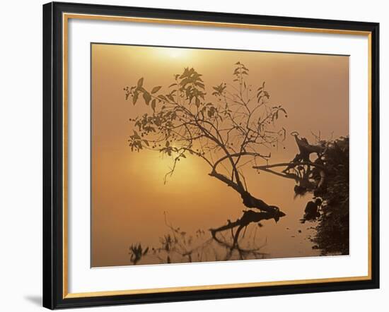Buttonbush at dawn, Lake of the Ozarks, Missouri, USA-Charles Gurche-Framed Photographic Print