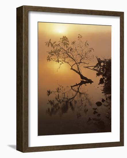 Buttonbush at dawn, Lake of the Ozarks, Missouri, USA-Charles Gurche-Framed Photographic Print