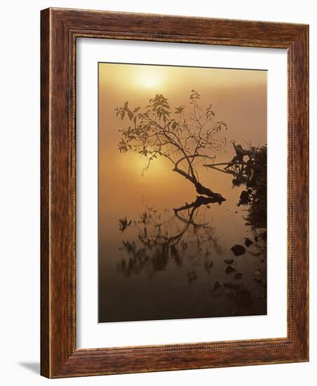 Buttonbush at dawn, Lake of the Ozarks, Missouri, USA-Charles Gurche-Framed Photographic Print