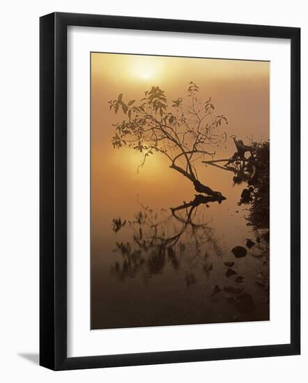 Buttonbush at dawn, Lake of the Ozarks, Missouri, USA-Charles Gurche-Framed Photographic Print