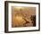 Buttonbush at dawn, Lake of the Ozarks, Missouri, USA-Charles Gurche-Framed Photographic Print