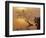 Buttonbush at dawn, Lake of the Ozarks, Missouri, USA-Charles Gurche-Framed Photographic Print