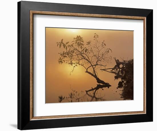 Buttonbush at dawn, Lake of the Ozarks, Missouri, USA-Charles Gurche-Framed Photographic Print