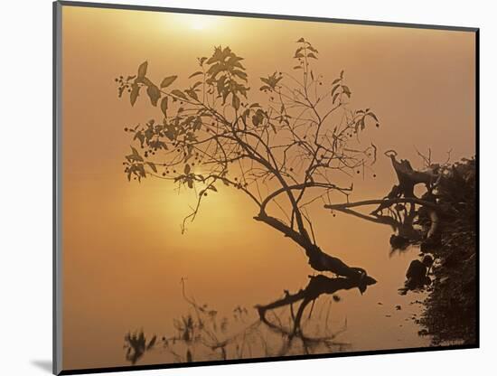 Buttonbush at dawn, Lake of the Ozarks, Missouri, USA-Charles Gurche-Mounted Photographic Print