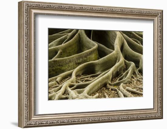 Buttress Roots of Large Evergreen Banyan Tree, Sarasota, Florida, USA-Charles Crust-Framed Photographic Print