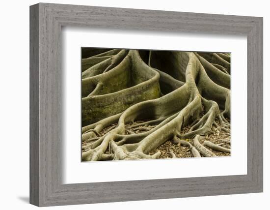 Buttress Roots of Large Evergreen Banyan Tree, Sarasota, Florida, USA-Charles Crust-Framed Photographic Print