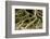 Buttress Roots of Large Evergreen Banyan Tree, Sarasota, Florida, USA-Charles Crust-Framed Photographic Print