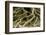 Buttress Roots of Large Evergreen Banyan Tree, Sarasota, Florida, USA-Charles Crust-Framed Photographic Print