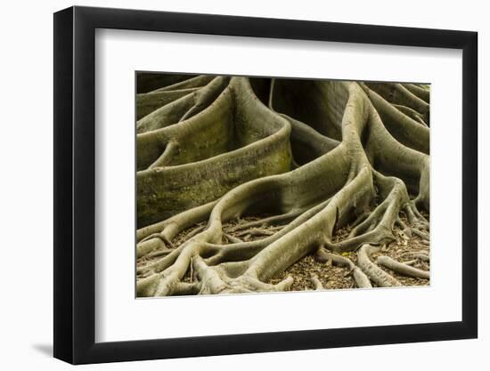 Buttress Roots of Large Evergreen Banyan Tree, Sarasota, Florida, USA-Charles Crust-Framed Photographic Print