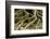 Buttress Roots of Large Evergreen Banyan Tree, Sarasota, Florida, USA-Charles Crust-Framed Photographic Print