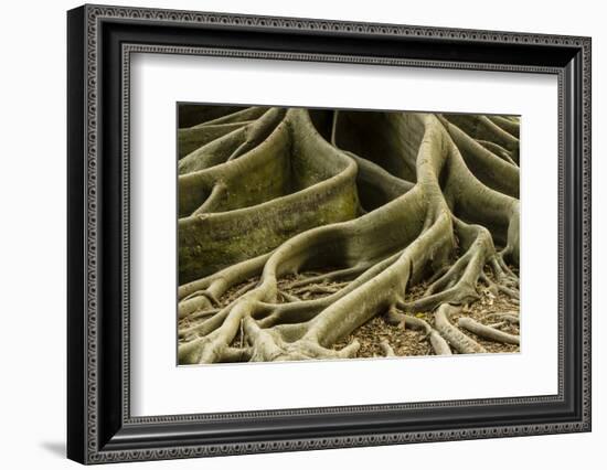 Buttress Roots of Large Evergreen Banyan Tree, Sarasota, Florida, USA-Charles Crust-Framed Photographic Print