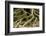 Buttress Roots of Large Evergreen Banyan Tree, Sarasota, Florida, USA-Charles Crust-Framed Photographic Print