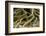 Buttress Roots of Large Evergreen Banyan Tree, Sarasota, Florida, USA-Charles Crust-Framed Photographic Print