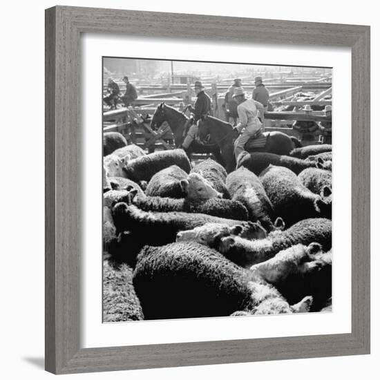 Buyer and Sellers Looking over Steers in Stockyards-Ed Clark-Framed Photographic Print