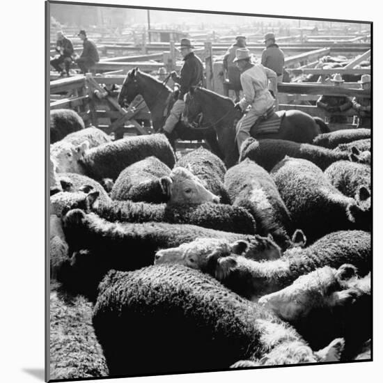 Buyer and Sellers Looking over Steers in Stockyards-Ed Clark-Mounted Photographic Print