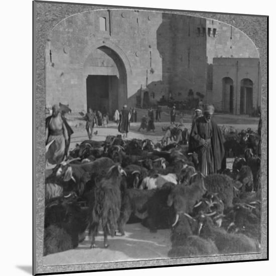 'Buying goats at the Damascus Gate, Jerusalem', c1900-Unknown-Mounted Photographic Print