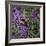 Buzz - Bumble Bee on Lavender-Kirstie Adamson-Framed Giclee Print