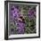 Buzz - Bumble Bee on Lavender-Kirstie Adamson-Framed Giclee Print