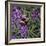 Buzz - Bumble Bee on Lavender-Kirstie Adamson-Framed Giclee Print