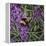 Buzz - Bumble Bee on Lavender-Kirstie Adamson-Framed Premier Image Canvas