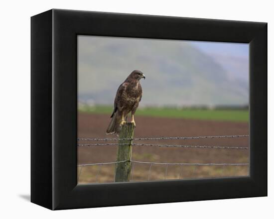 Buzzard (Buteo Buteo), Captive, United Kingdom, Europe-Ann & Steve Toon-Framed Premier Image Canvas