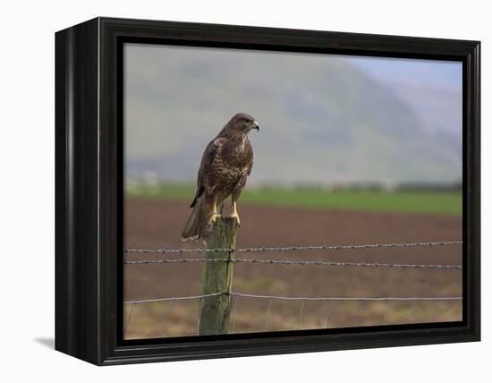 Buzzard (Buteo Buteo), Captive, United Kingdom, Europe-Ann & Steve Toon-Framed Premier Image Canvas