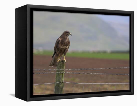 Buzzard (Buteo Buteo), Captive, United Kingdom, Europe-Ann & Steve Toon-Framed Premier Image Canvas