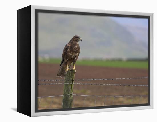 Buzzard (Buteo Buteo), Captive, United Kingdom, Europe-Ann & Steve Toon-Framed Premier Image Canvas