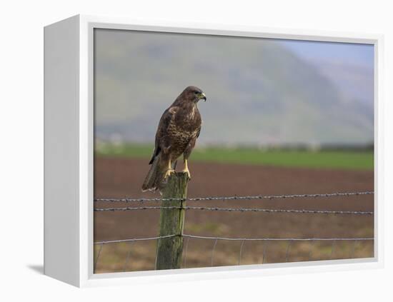 Buzzard (Buteo Buteo), Captive, United Kingdom, Europe-Ann & Steve Toon-Framed Premier Image Canvas