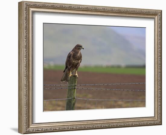 Buzzard (Buteo Buteo), Captive, United Kingdom, Europe-Ann & Steve Toon-Framed Photographic Print