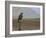 Buzzard (Buteo Buteo), Captive, United Kingdom, Europe-Ann & Steve Toon-Framed Photographic Print