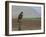 Buzzard (Buteo Buteo), Captive, United Kingdom, Europe-Ann & Steve Toon-Framed Photographic Print