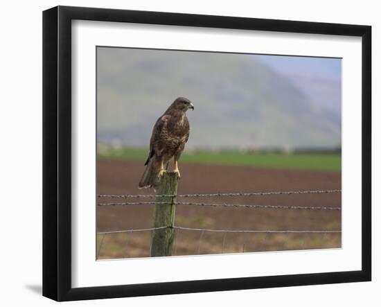 Buzzard (Buteo Buteo), Captive, United Kingdom, Europe-Ann & Steve Toon-Framed Photographic Print