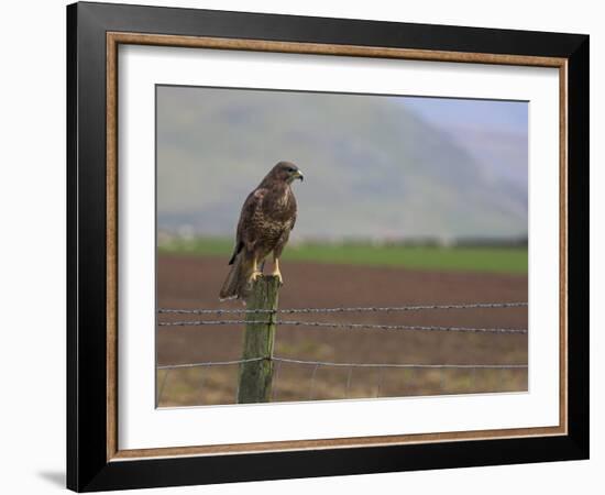 Buzzard (Buteo Buteo), Captive, United Kingdom, Europe-Ann & Steve Toon-Framed Photographic Print