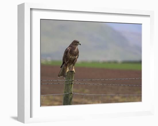 Buzzard (Buteo Buteo), Captive, United Kingdom, Europe-Ann & Steve Toon-Framed Photographic Print