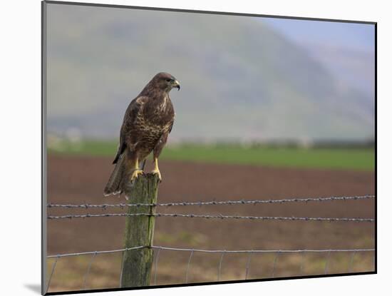 Buzzard (Buteo Buteo), Captive, United Kingdom, Europe-Ann & Steve Toon-Mounted Photographic Print