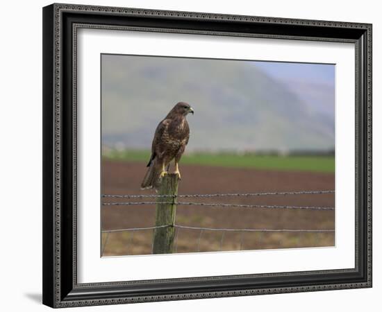 Buzzard (Buteo Buteo), Captive, United Kingdom, Europe-Ann & Steve Toon-Framed Photographic Print