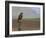 Buzzard (Buteo Buteo), Captive, United Kingdom, Europe-Ann & Steve Toon-Framed Photographic Print