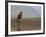 Buzzard (Buteo Buteo), Captive, United Kingdom, Europe-Ann & Steve Toon-Framed Photographic Print