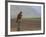 Buzzard (Buteo Buteo), Captive, United Kingdom, Europe-Ann & Steve Toon-Framed Photographic Print