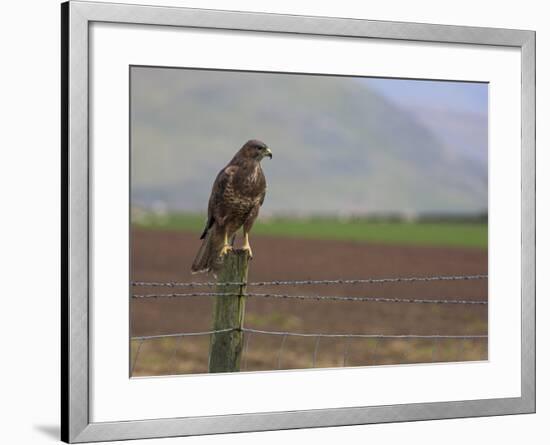 Buzzard (Buteo Buteo), Captive, United Kingdom, Europe-Ann & Steve Toon-Framed Photographic Print