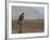 Buzzard (Buteo Buteo), Captive, United Kingdom, Europe-Ann & Steve Toon-Framed Photographic Print