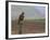 Buzzard (Buteo Buteo), Captive, United Kingdom, Europe-Ann & Steve Toon-Framed Photographic Print